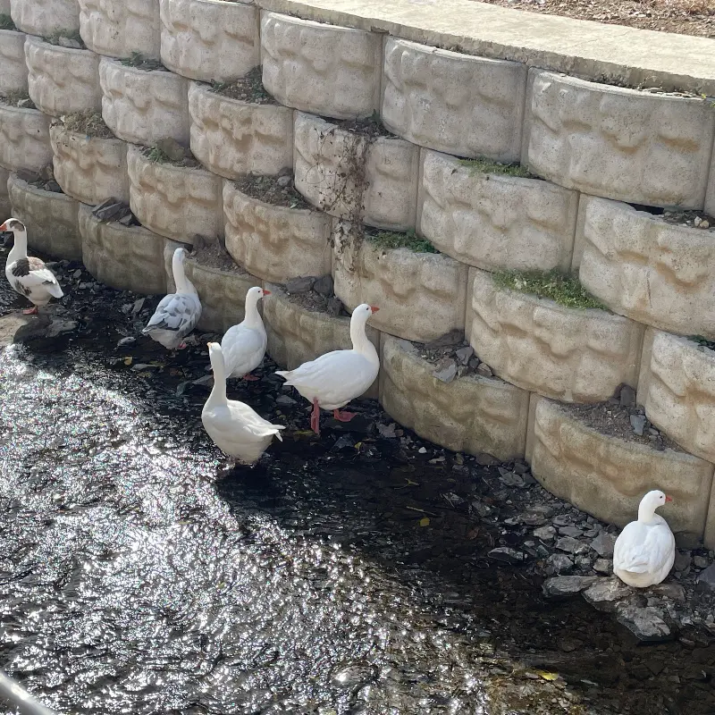 연못에서 한가롭게 노니는 오리들