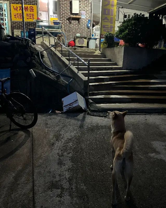식당 앞 강아지