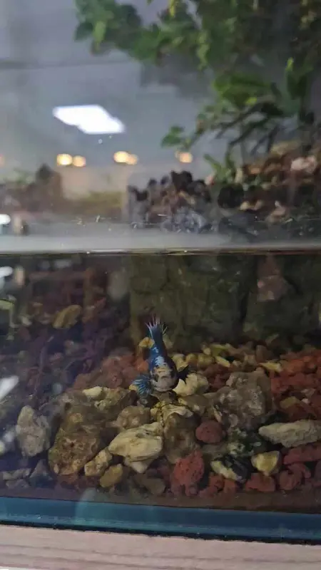 수조 속의 파란 물고기