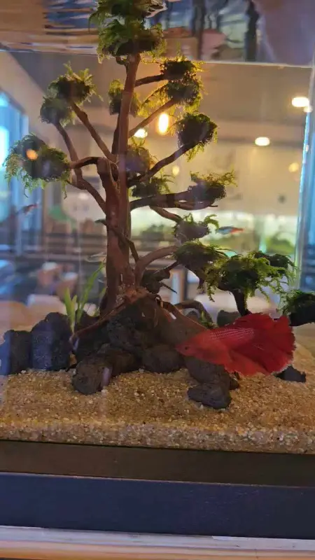 수조 속의 나무와 물고기