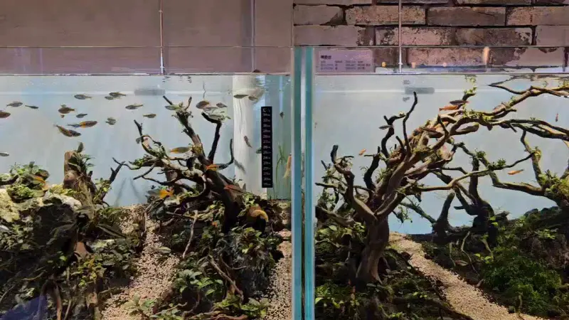 수조 속 다양한 물고기들