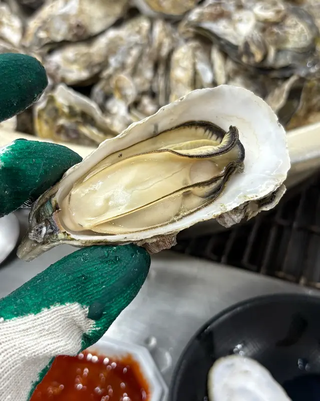 싱싱한 굴의 속살을 보여주는 클로즈업 사진
