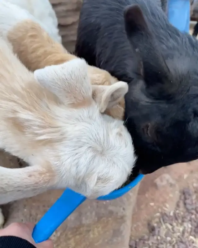 아기 염소 먹이 주기