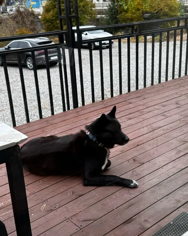 테라스에 있는 강아지