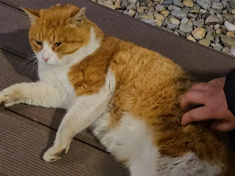 옥산장에서 만난 귀여운 고양이