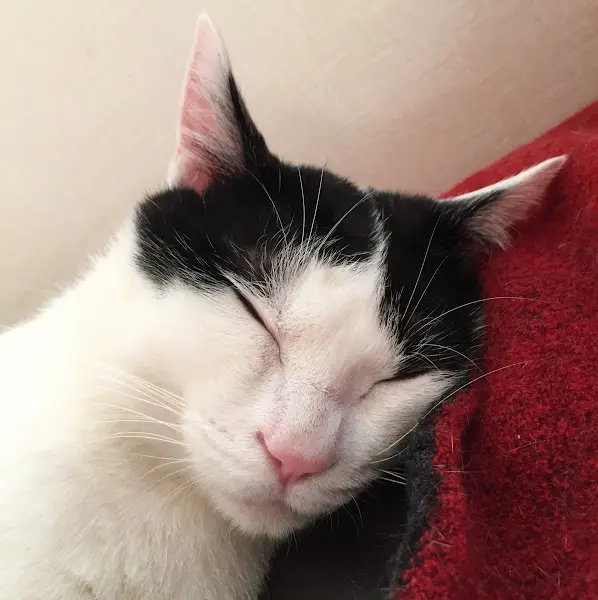 고양이가 잠들어 있는 모습