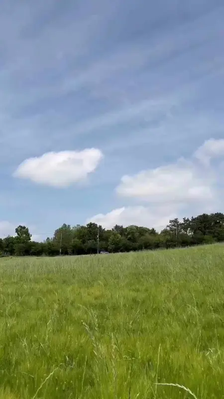 푸른 하늘 아래 펼쳐진 보리밭