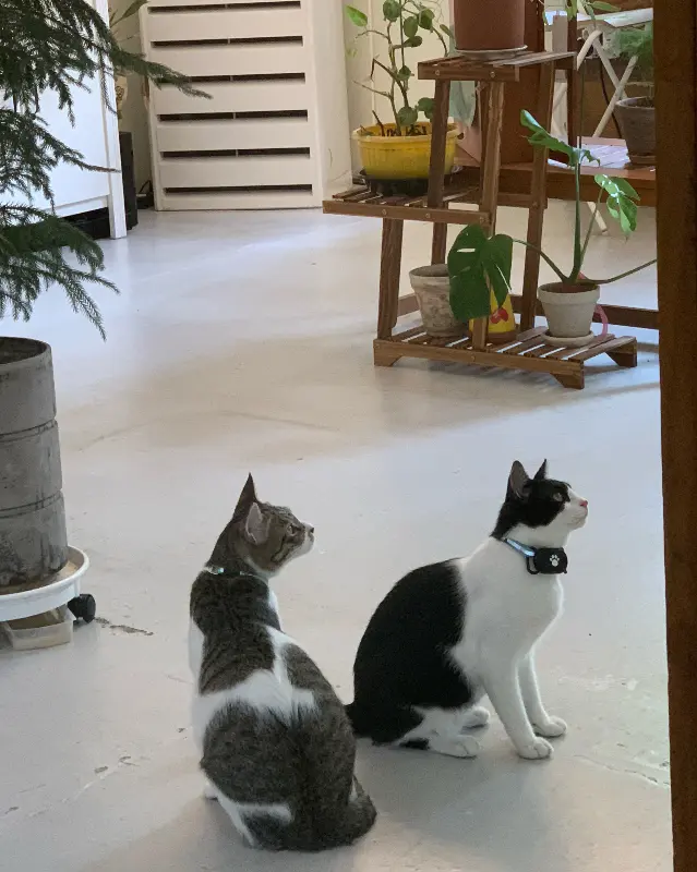 카페 내부를 자유롭게 돌아다니는 고양이들