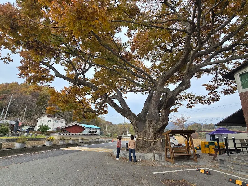 청송가든 앞 웅장한 느티나무