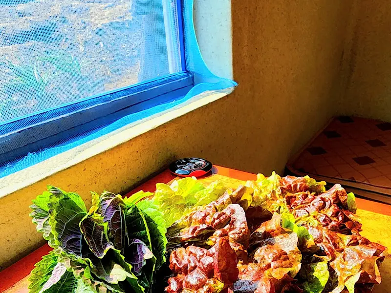 신선한 쌈 채소