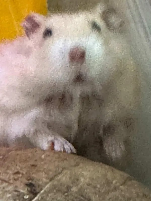 신도칼국수 메뉴