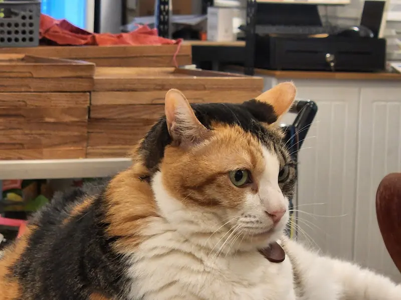 식당에 사는 고양이