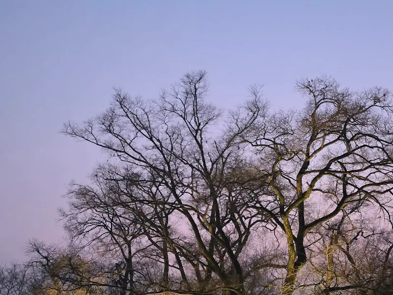 전주한벽문화관 주변의 아름다운 나무들