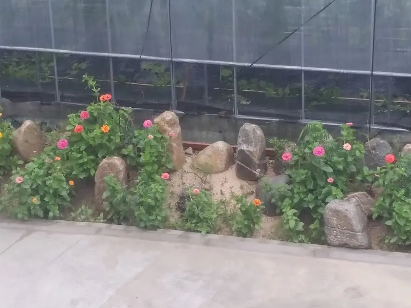 뒤뜰에 핀 꽃들