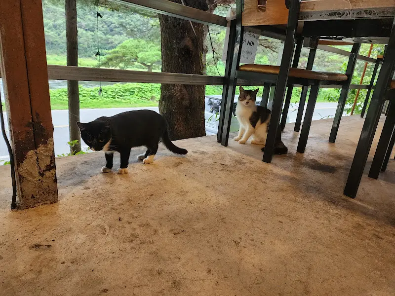 가게 주변의 고양이