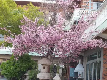 팔공산 숨은 보석, 산성 동림식당에서 맛보는 염소불고기! 여기가 진짜 대구 맛집 레전드다