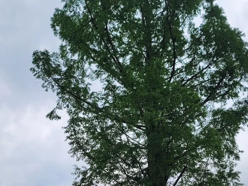 울창한 나무가 인상적인 고흥 쭈꾸미 식당 정원