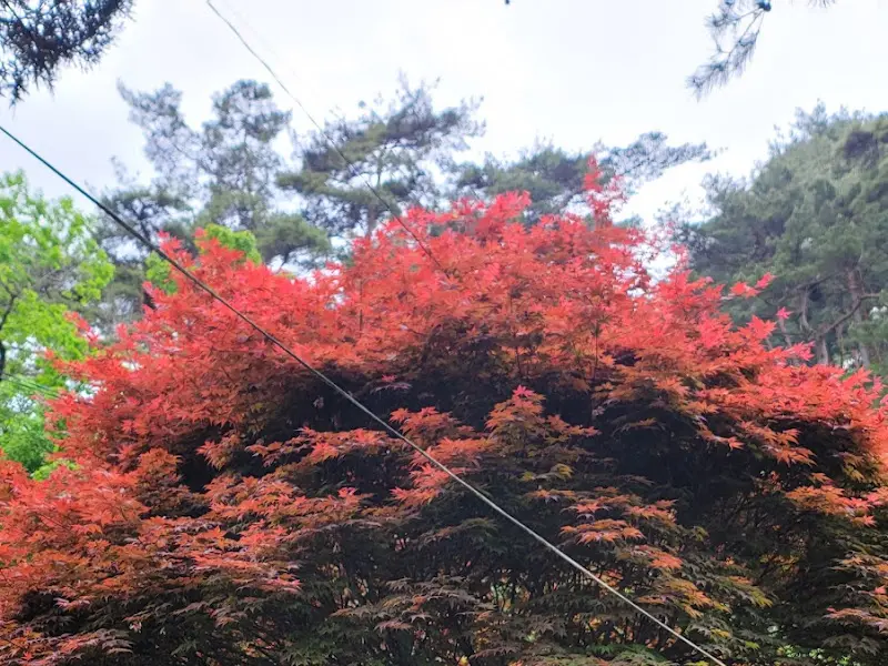 정원의 빨간 단풍나무