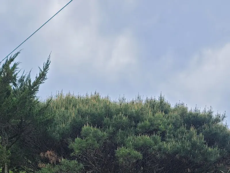 식당 정원의 나무들