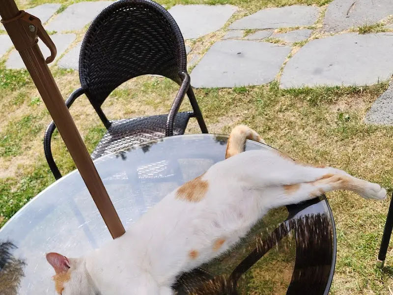 테이블 위의 고양이