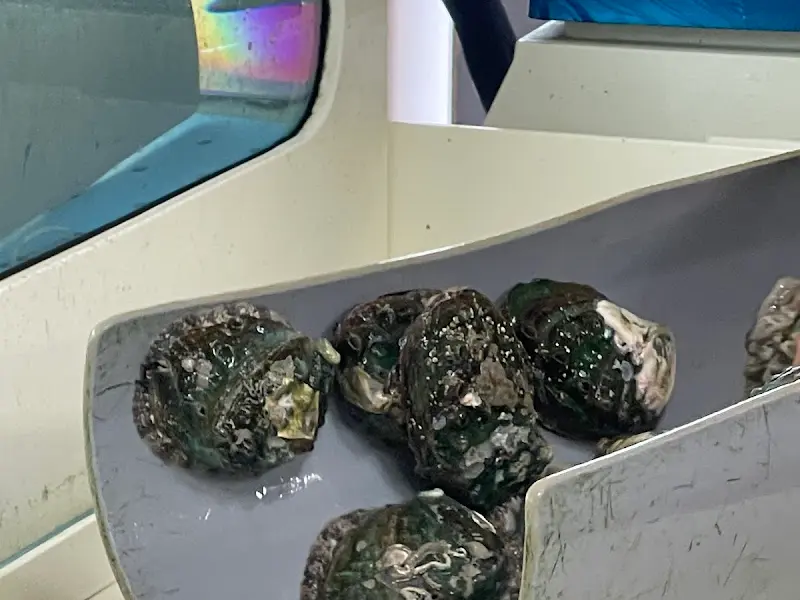 싱싱한 전복 클로즈업