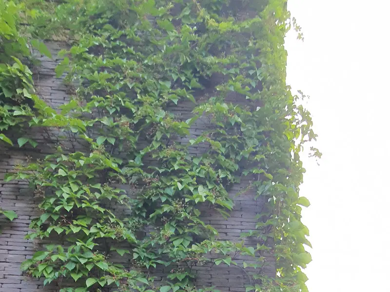 식당 벽면의 담쟁이 덩굴