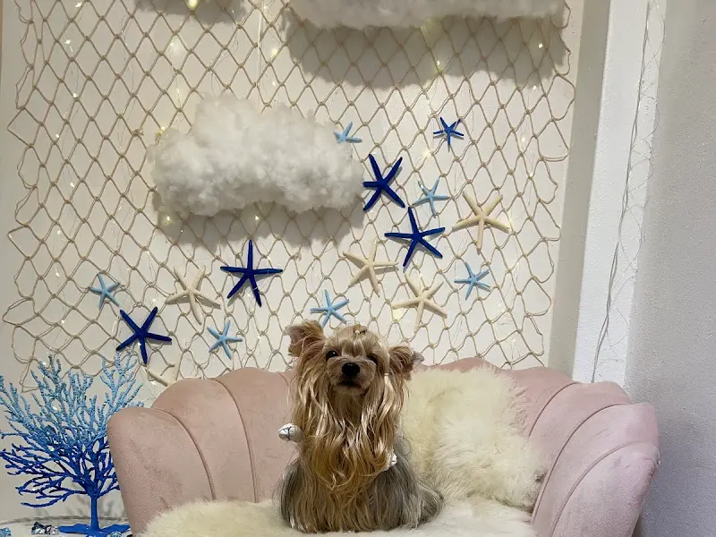 사랑봄 강아지 포토존