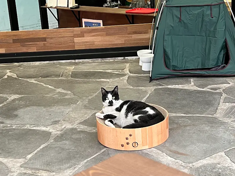 50END 내부 고양이