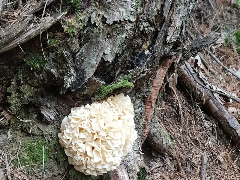 산에서 자라는 버섯