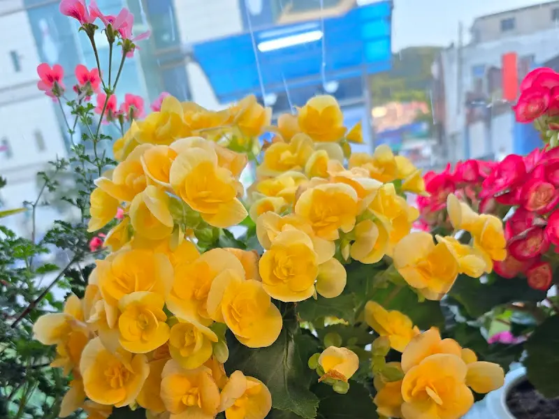 정원의 아름다운 꽃들