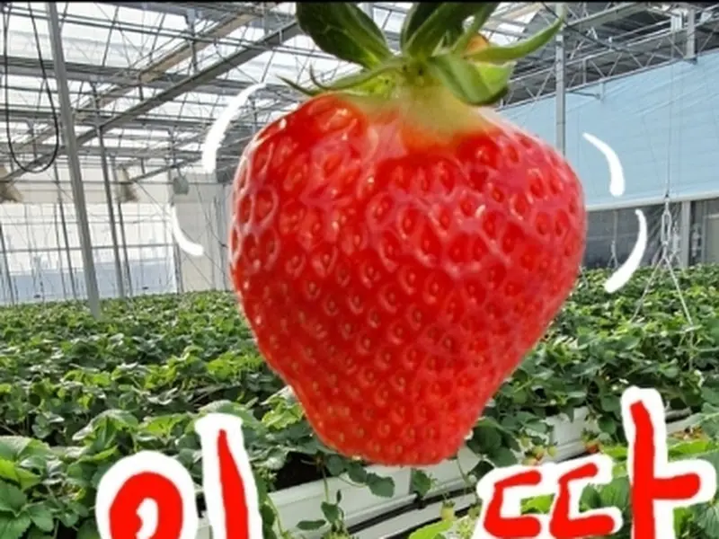 싱싱한 딸기