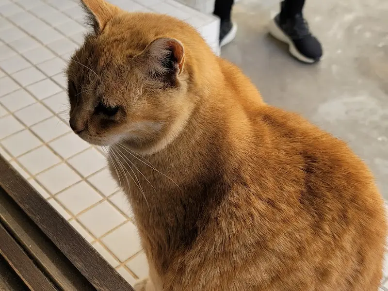 카페 마스코트 고양이