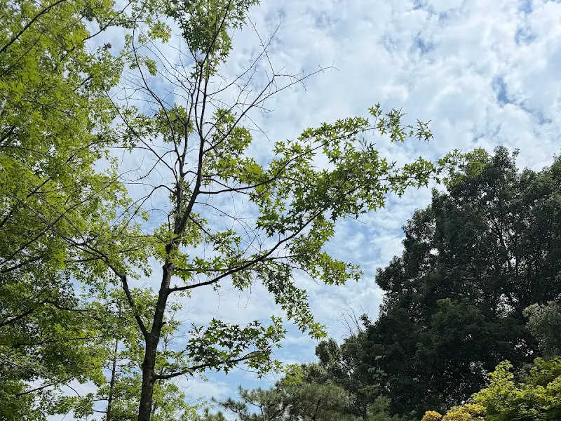 하늘을 향해 뻗은 나무들