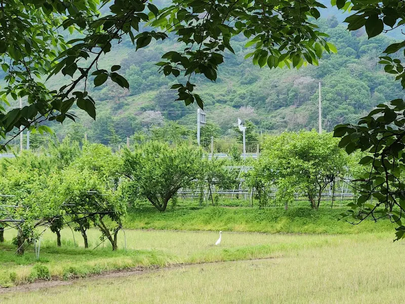 식당 앞 논밭 풍경