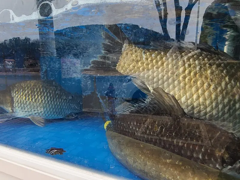 수족관 속 물고기들