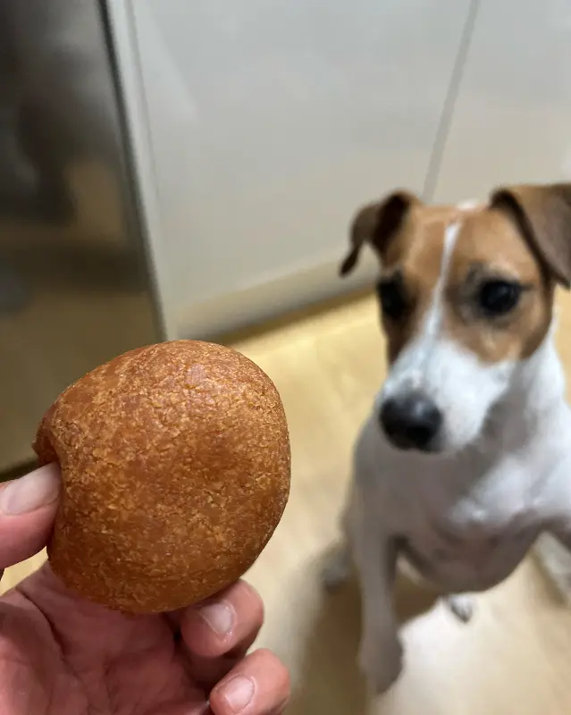 댕댕이도 반한 맛