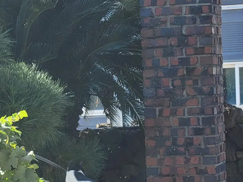 웅담 마스코트 고양이