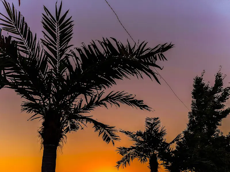 해질녘의 야자수