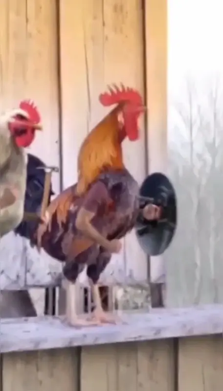 활기 넘치는 닭