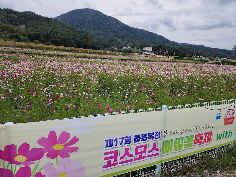 북천 코스모스 메밀꽃 축제 풍경