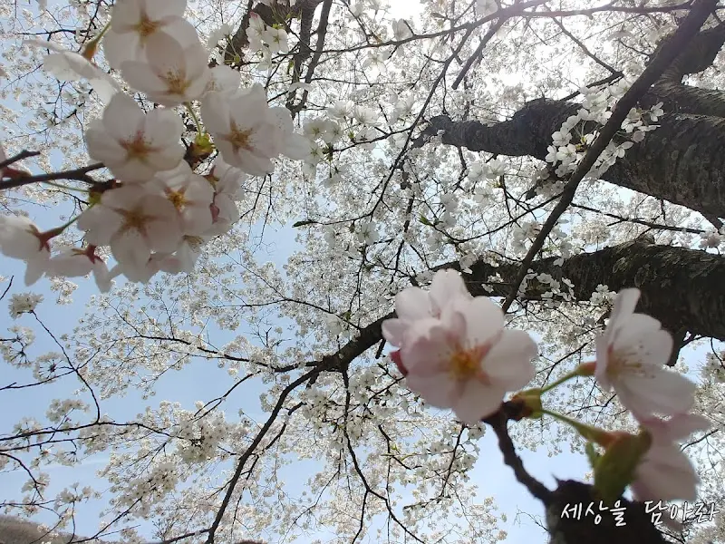 벚꽃가든 주변 벚꽃 풍경