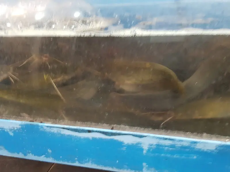 호산식당 수족관