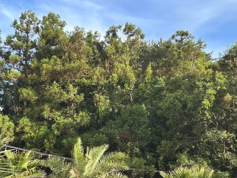 식당에서 보이는 귤밭 풍경