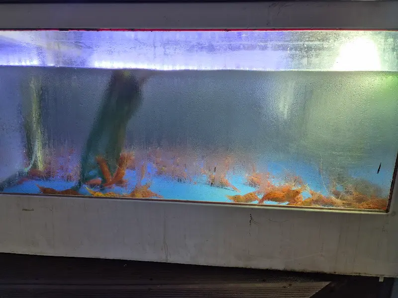 수조 안의 독도새우