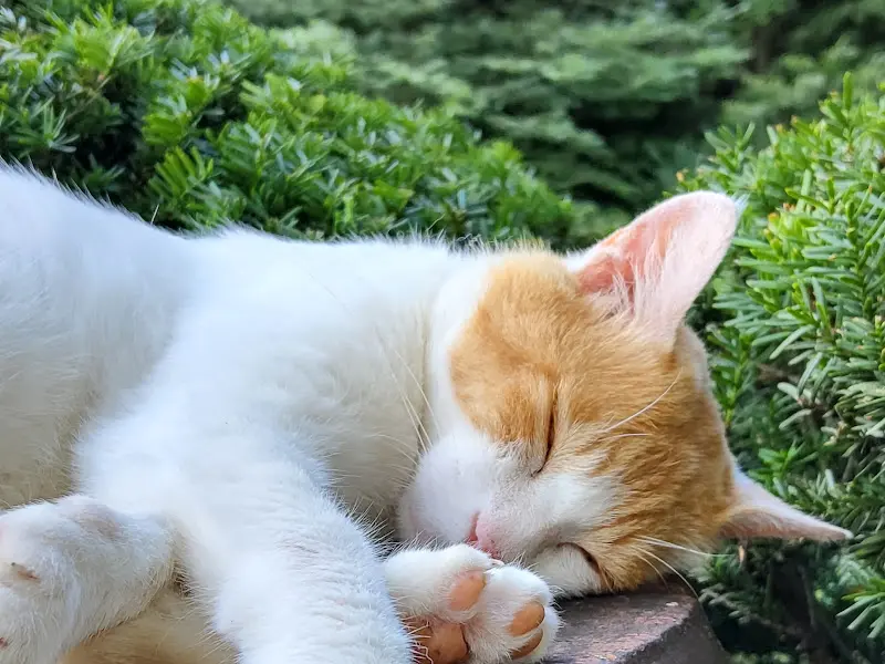 카페 정원에서 쉬고 있는 고양이