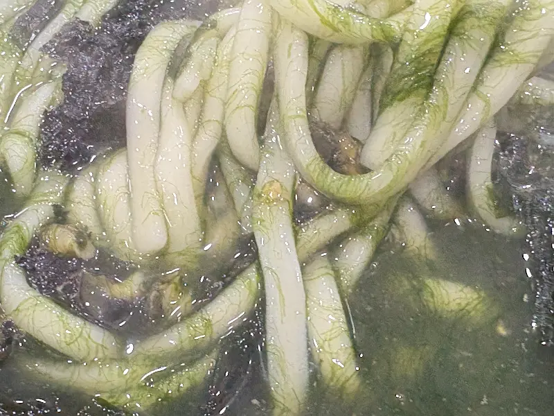 정갈하게 차려진 흑돼지 수육 한 상차림