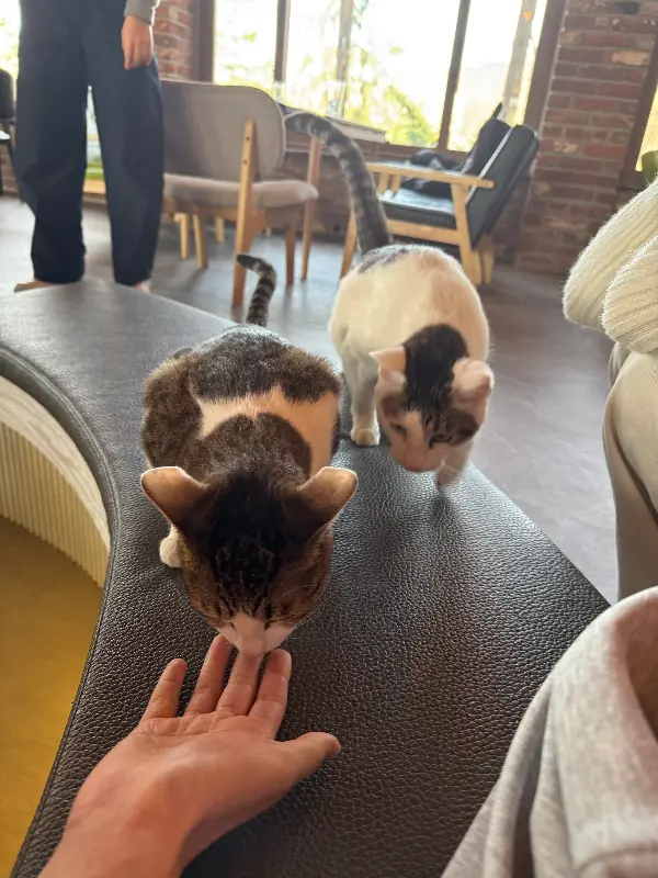 카페 고양이