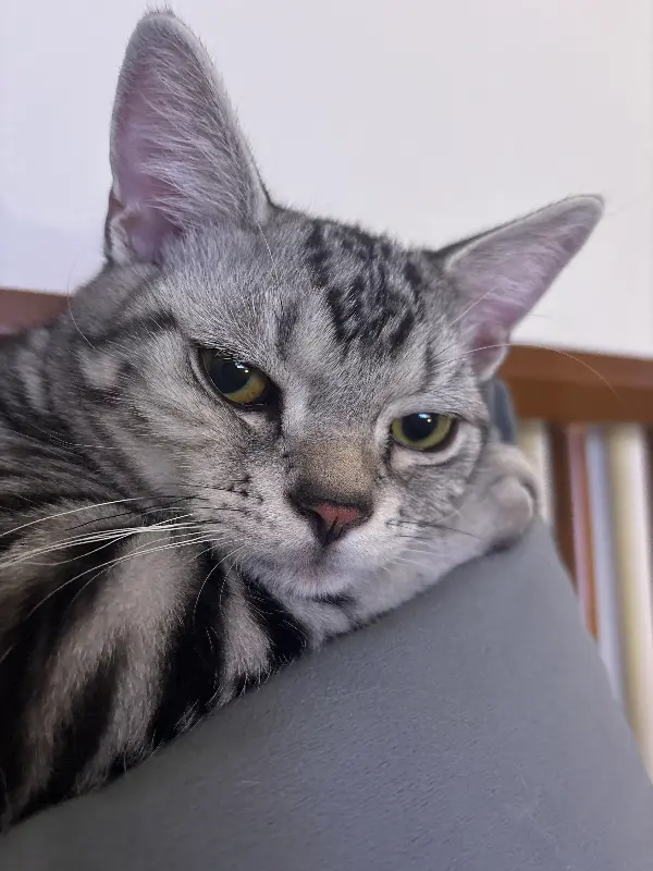 귀여운 고양이 사진 (음식과 관련 없음)