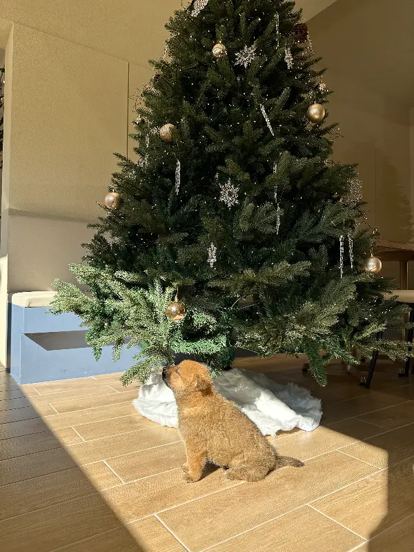 크리스마스 트리