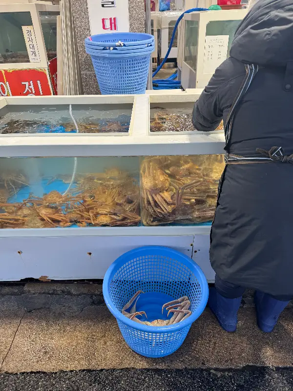 대게 고르는 모습